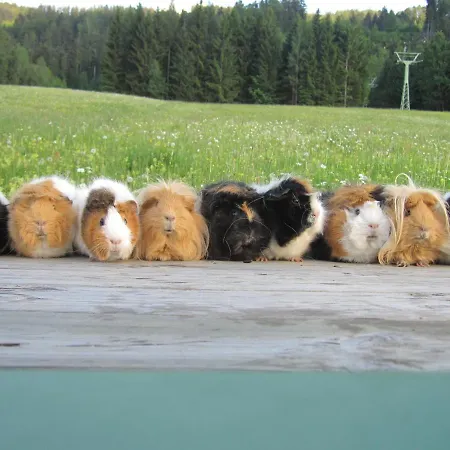 Berg-panorama-hof Sturmgut * Hinterstoder