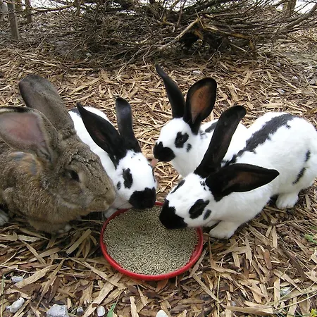 Hétvégi ház Berg-panorama-hof Sturmgut