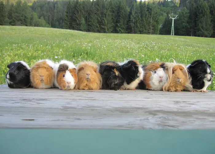 Berg-panorama-hof Sturmgut * הינטרסטודר